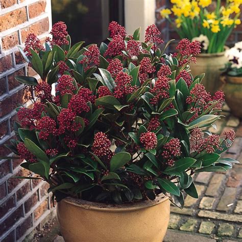 A Compact Dwarf Evergreen Shrub Producing An Abundance Of Vibrant Red Buds In Winter And White