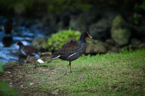 Black Bird With A Red Beak Walks In The Park Stock Image Image Of