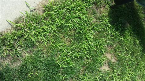 Crabgrass Prevention And Control Lawn Care Tips Weed Man