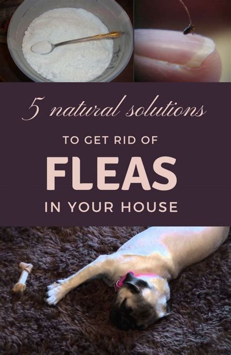 5 Natural Solutions To Get Rid Of Fleas In Your House Flea Remedies