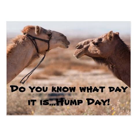 Hump Day Camels Postcard Zazzle