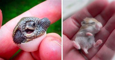 40 Baby Animals That Shouldnt Be Allowed To Be This Cute Small Joys