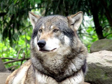Some have mixed saarloos or / and ceskoslovensky vlack too. europeanwolf - kelseyswolfden