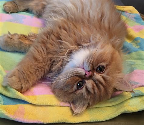 Himalayan kitten available rare colorpoint! Persian Cats For Sale | Rochester, NY #234904 | Petzlover