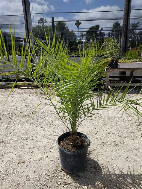 Phoenix Canariensis Canary Island Date Palm Pineapple Palm Plantvine