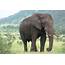 African Elephant Facts  Pro Traits Habitat Tusk Behavior