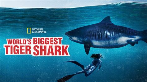 Kijk Worlds Biggest Tiger Shark Volledige Film Disney