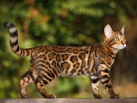 The bengal truly does remind you of a wild cat in appearance. Chat de race : le Bengal | Mon jardin d'idées