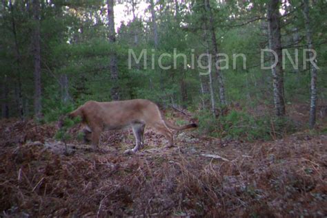 Dnr Confirms Cougar Photos Taken In Eastern Upper Peninsula Upper