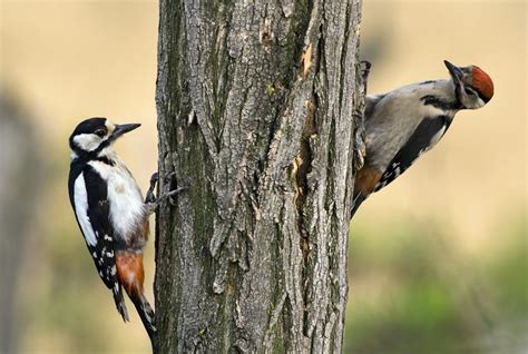 Woodpeckers In Maine 9 Species You Are Guaranteed To See