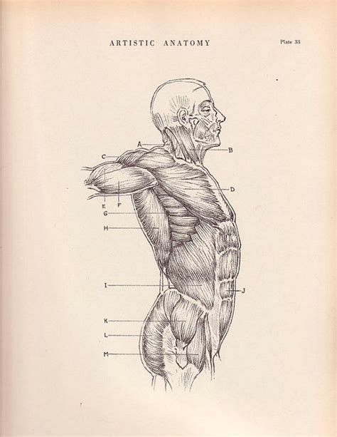 95 Best Anatomy Illustrations Images On Pinterest Anatomy Human