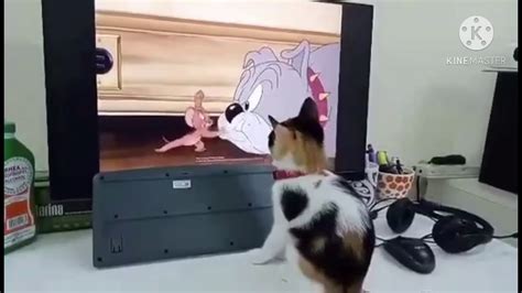 Amazing Cats Watching Tom And Jerry Youtube