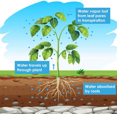 Prepare A Block Diagram Showing Water Absorption By Roots To