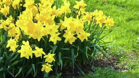 How To Plant And Grow Daffodils Bunnings Australia