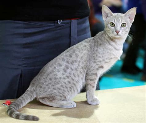 Ocicat Cat Cat Breeds Information