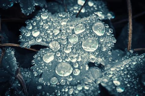 Drip Rain Leaf Wet Raindrop Nature Drop Of Water Droplets