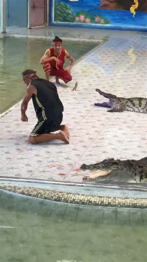 Crocodile Bites Mans Arm After He Puts Hand Down Its Throat In Front