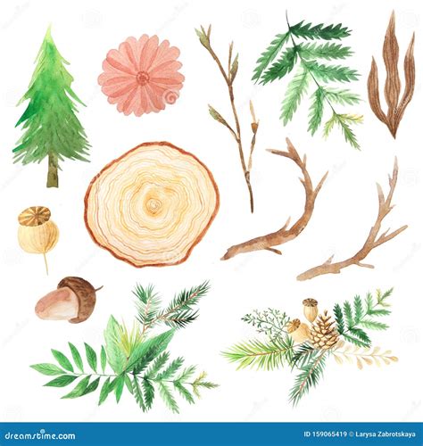 Watercolor Pine Branches And Forest Plant Stock Illustration