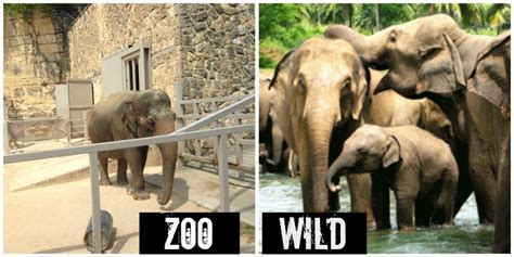 Exposed The San Antonio Zoo One Of The Worst Zoos In America San