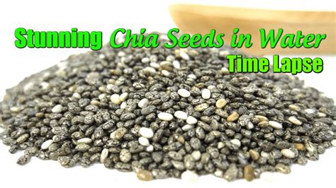 This is particularly important during a diet change as it improves chia seeds are the same small seeds you used to grow an afro in your homer simpson terracotta vase. Stunning Chia Seeds in Water Time Lapse | Dietplan-101.com ...