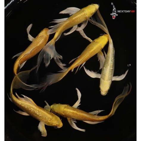 Lot Of 6 6 To 7 Yamabuki Ogon Imported Butterfly Fin Koi Live Fish