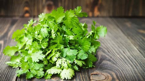 Wrap newly picked cilantro stems or leaves in a clean plastic bag. Cilantro (Coriander Leaves) Health Benefits- The Indian Med