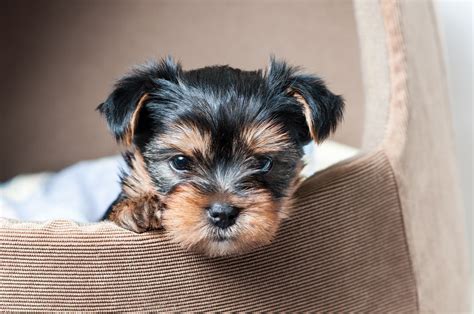 Click on my picture to see more pictures and to learn more about me! Ultimate Guide To Caring For Yorkie Puppies | TruDog®