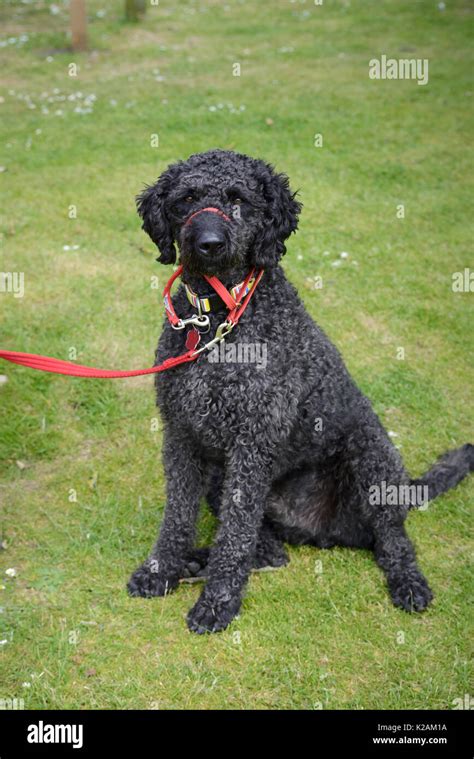 A Labradoodle Dog Aged 4 Years Old Sitting On Some Grass At A Village
