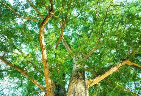 Types Of Evergreen Trees With Pictures And Identification Guide