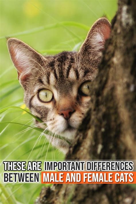Kitten Images Cats Male Vs Female