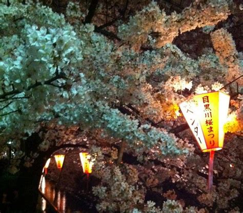 Ten Thousand Things Cherry Blossoms At Night In Tokyos