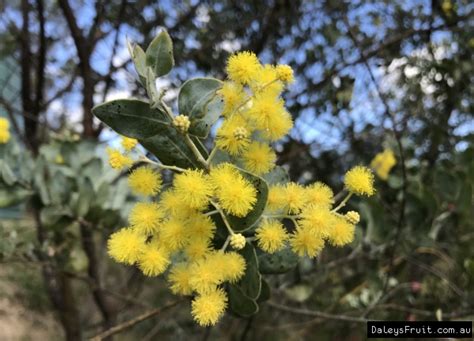 Photos Wattle Queensland Silver