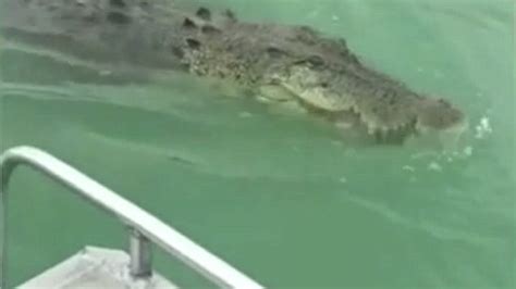 Watch Aussie Fishermen Tease Bloody Massive Crocodile Metro Video