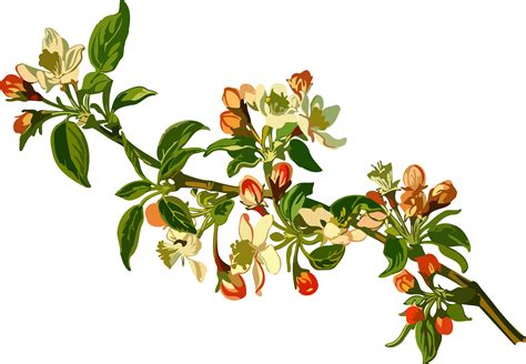 Find & download free graphic resources for flower branch. Library of apple tree branch clip download png files ...