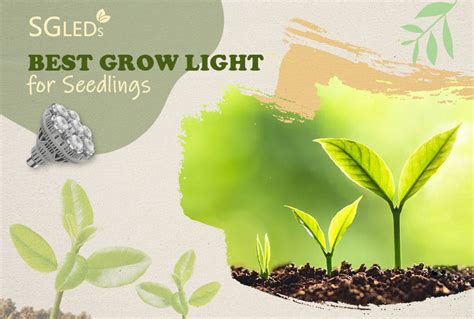 What Is The Best Grow Light For Seedlings?