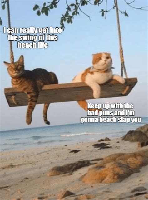 Swinging Beach Vacation Lolcats Lol Cat Memes Funny Cats