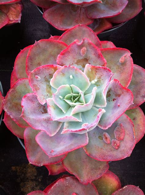 Echeveria Morning Glow Succulent Gardening Succulents Cacti And