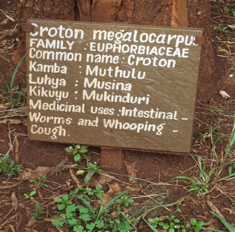 Kenya Traditional Medicine And The Law Africa Research Institute