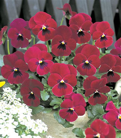 Pansy F1 Nature Series American Takii