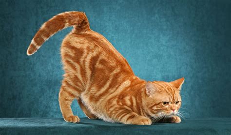 american wirehair cat personality characteristics  pictures inspirationseekcom