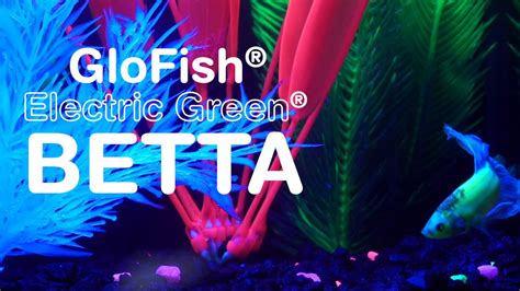 Introducing Glofish Electric Green Betta Youtube