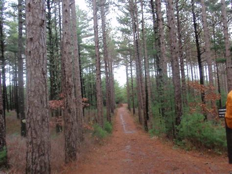 Myles Standish State Forest Reforestation South Carver Ma Living