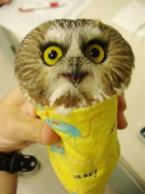 Funny Owls 21 Pics