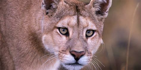 Chemisier Reconnaissance Une Nuit Difference Between Puma Cougar And