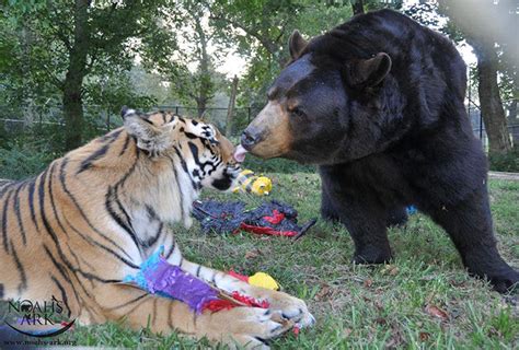 Bear Lion And Tiger Brothers Havent Left Each Others Side For 15