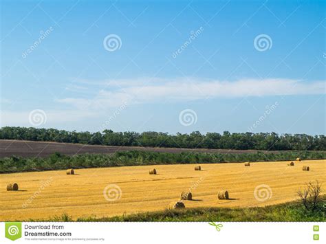 Hay In The Hot Summer Stock Photo Image Of Verdant Brim 78120192