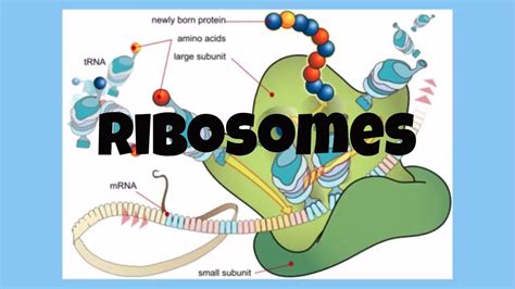 Check spelling or type a new query. The Cell-Ribosomes - YouTube