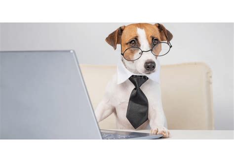 National Take Your Dog To Work Day 2023 Us All You Need To Know