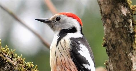Woodpeckers Of Europe Middle Spotted Woodpecker