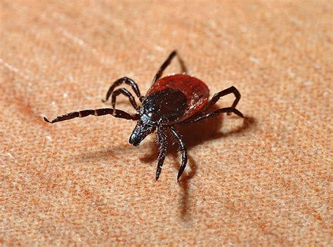 One Bite From This Tick Can Make You Allergic To Red Meat For Life Rip